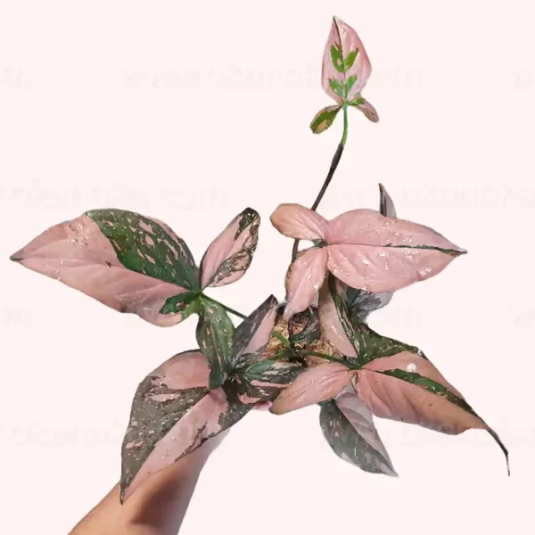 Syngonium Pink Splas