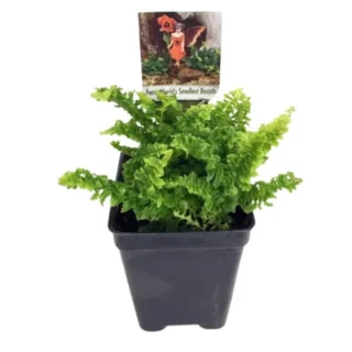 Nephrolepis Mini Russells, Miniature Boston Fern