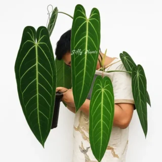 Anthurium Queen, Warocqueanum