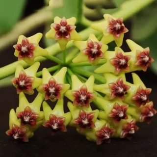 Hoya Densifolia - Yellow Flower