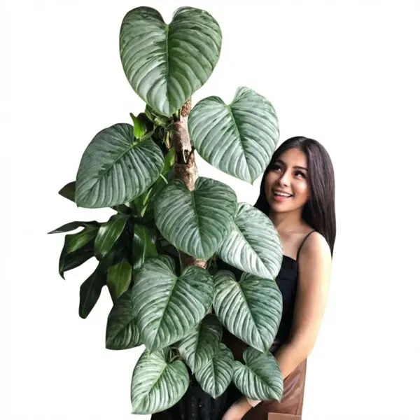 Philodendron Sodiroi