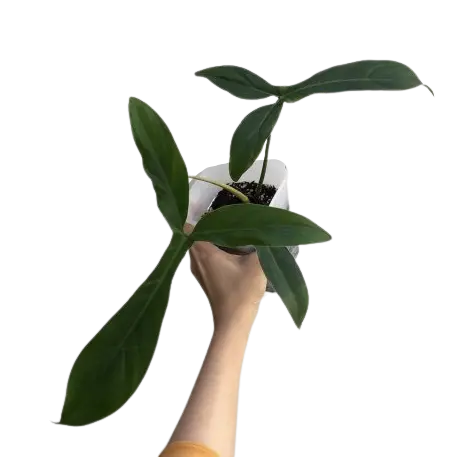 Philodendron tripartitum