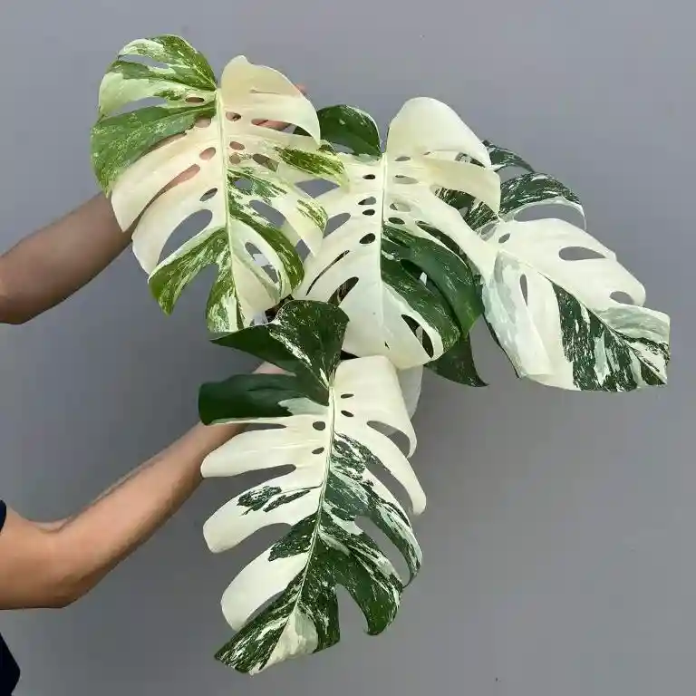 Monstera Albo Rare Jiffy Plants