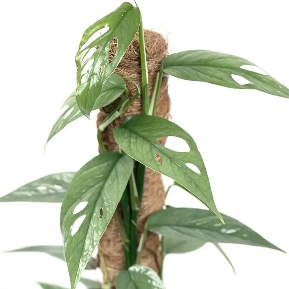 Epipremnum Pinnatum - Plant Proper