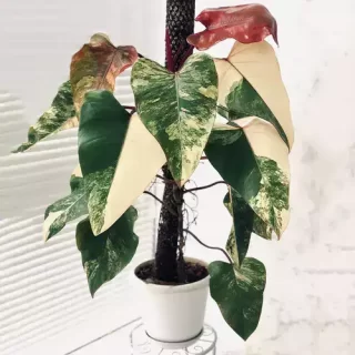 Strawberry Shake Philodendron