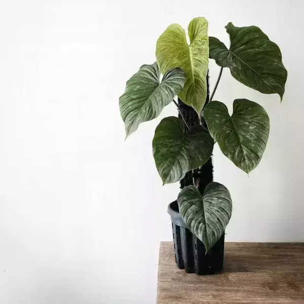 Philodendron Majestic