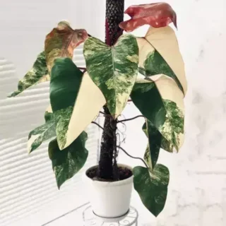 Strawberry Shake Philodendron- Rare Plant