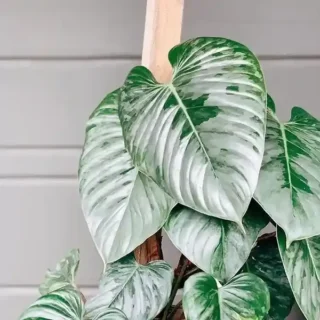 Philodendron Sodiroi-Rare
