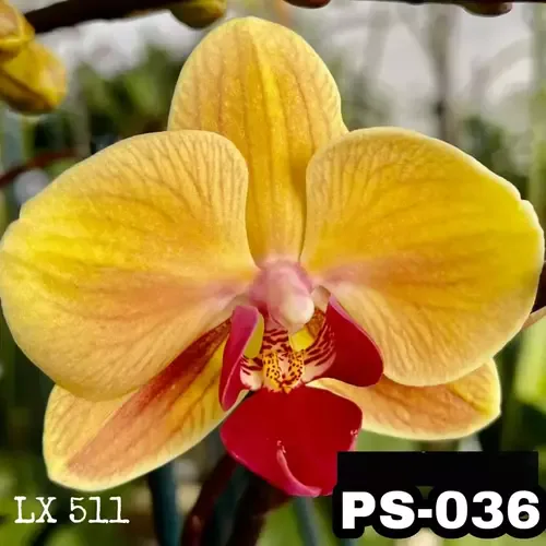 Phalaenopsis Ps-029