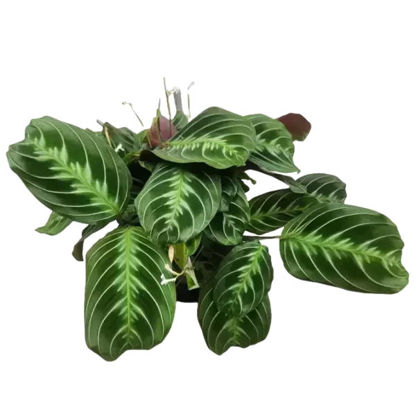 Maranta leuconeura 'massangeana' NOID - Black Prayer Plant