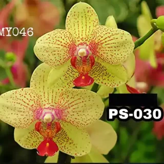 Phalaenopsis Ps-030