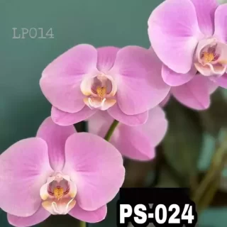 Phalaenopsis Ps-024