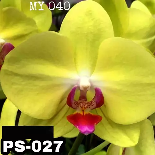 Phalaenopsis Ps-027