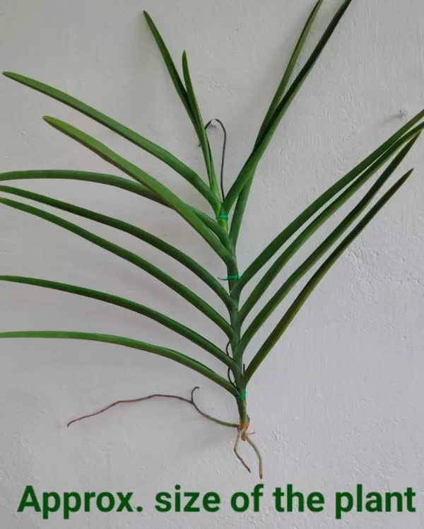 Semi Terete Vanda Matured plant (Udon sunshine)