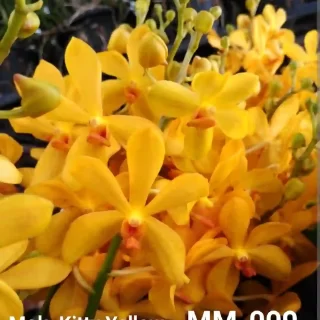MM-009~Mokara Matured Plant(Kitty Yellow)