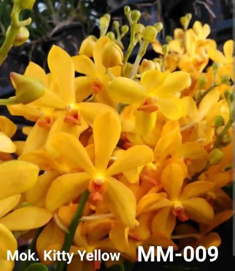 MM-009~Mokara Matured Plant(Kitty Yellow)