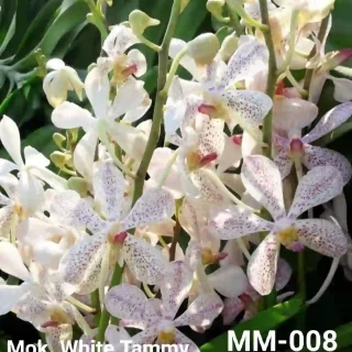 MM-008~Mokara Matured Plant
