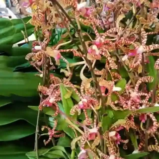 Arachnis flos-aeris orchid