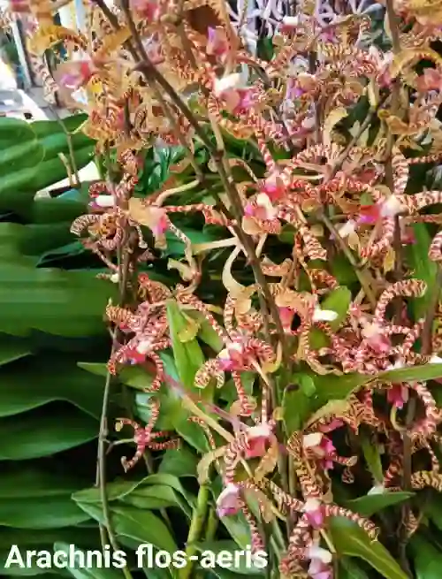 Arachnis flos-aeris orchid