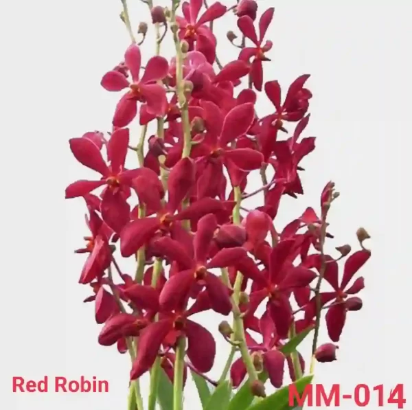 MM-014~Mokara Matured plant(Red Robin)
