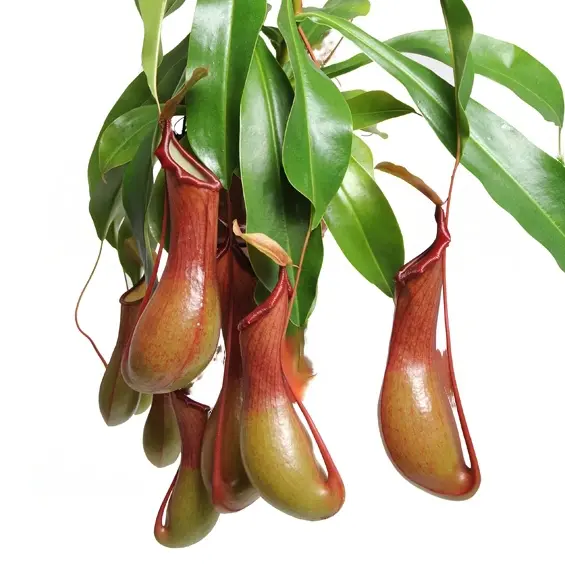 Pitcher Plant (Nepenthes Ventrata)