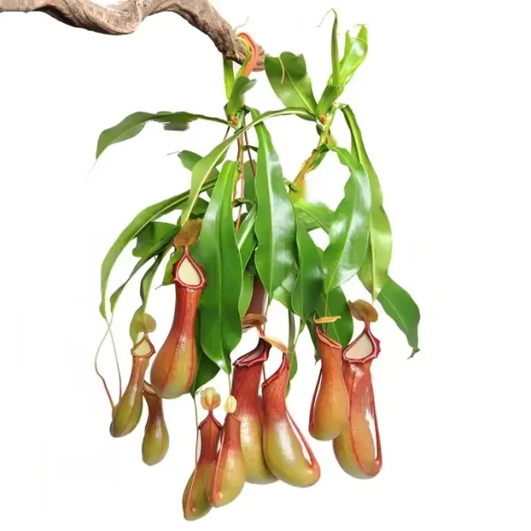 Pitcher Plant (Nepenthes Ventrata)