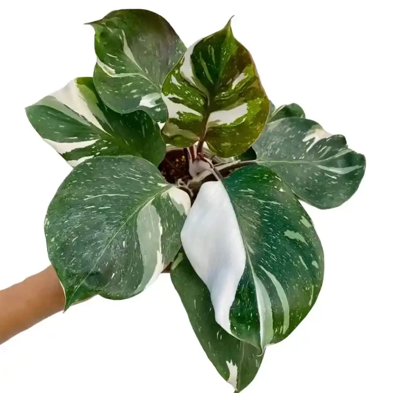 PHILODENDRON WHITE KNIGHT MARBLE VARIEGATED
