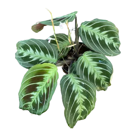 Maranta leuconeura 'massangeana' NOID - Black Prayer Plant
