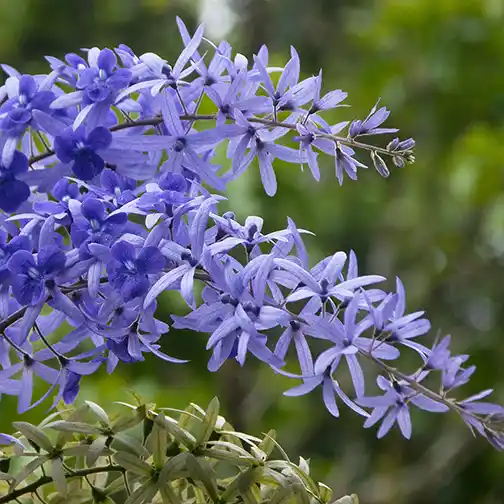 Petrea Racemosa ( Volubilis ), Purple Wrath Plant
