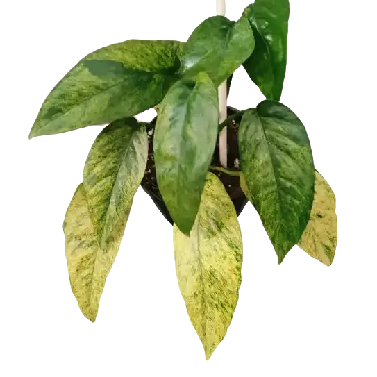 Rhaphidophora sp mint variegated
