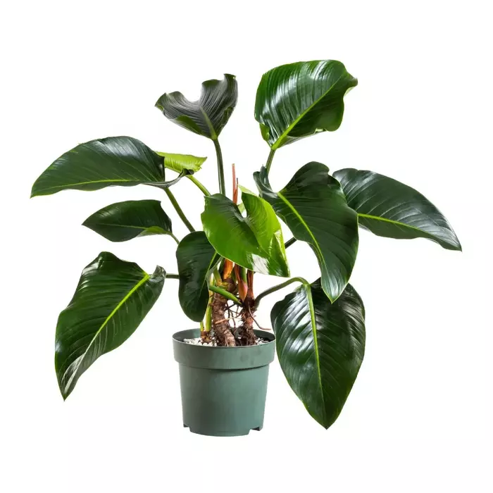 Philodendron Congo