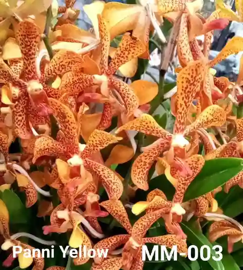 MM-003~Mokara Matured Plant(Panni Yellow)