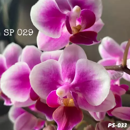 Phalaenopsis Ps-033