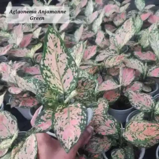 Aglaonema Anjamani - Mature Plant