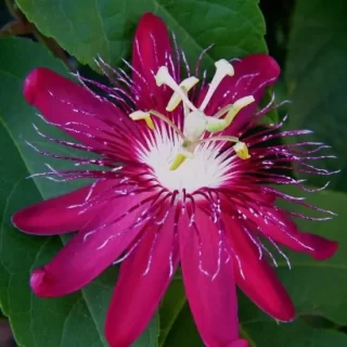 Passiflora Sherry/Krushna Kamal Plant Red