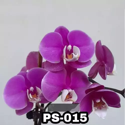 Phalaenopsis Ps-037