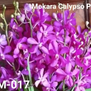 MM-017~Mokara Matured Plant(Mokara Calypso Pink)