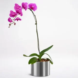 Phalaenopsis, Moth orchid
