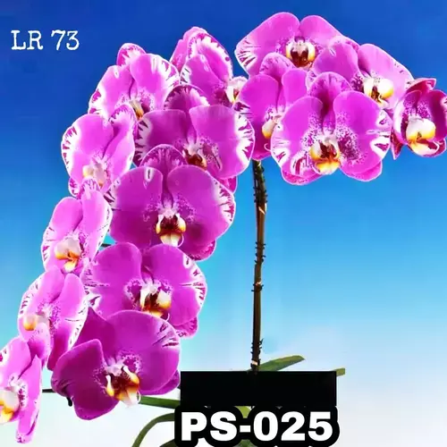 Phalaenopsis Ps-025
