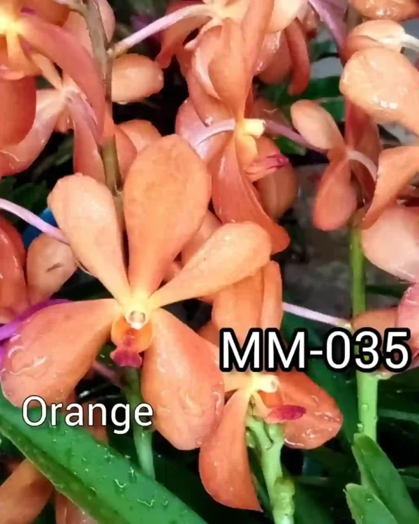 MM-035~Mokara Matured Plant(orange)