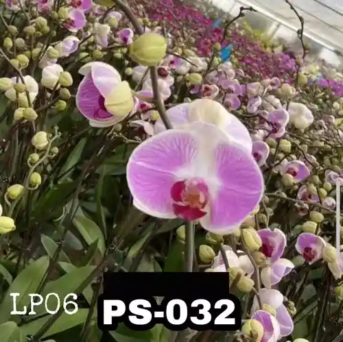 Phalaenopsis Ps-032