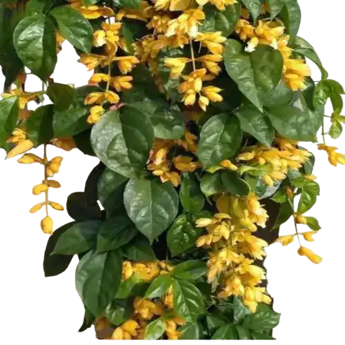 Golden Cascade Plant