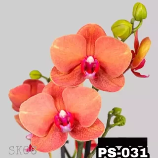 Phalaenopsis Ps-031