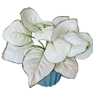 Exotic Aglaonema Super White