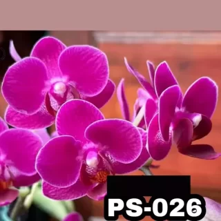 Phalaenopsis Ps-026