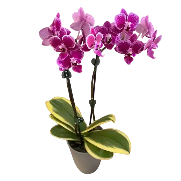 Variegated Phalaenopsis ‘Coffey’