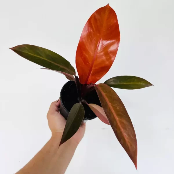 Philodendron ‘Sun Red’