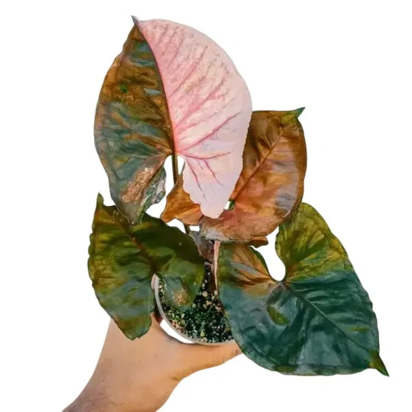 Syngonium Strawberry Ice