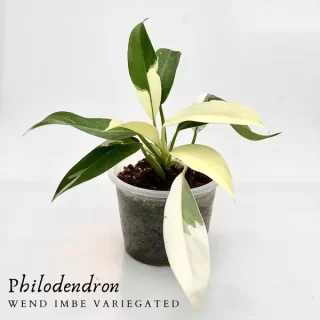 Philodendron wend imbe variegated