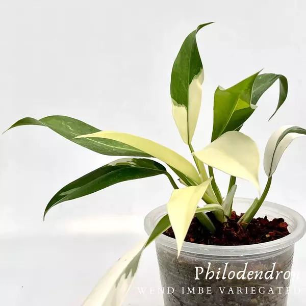 Philodendron wend imbe variegated